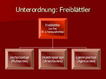 Systematik Freiblttler_1